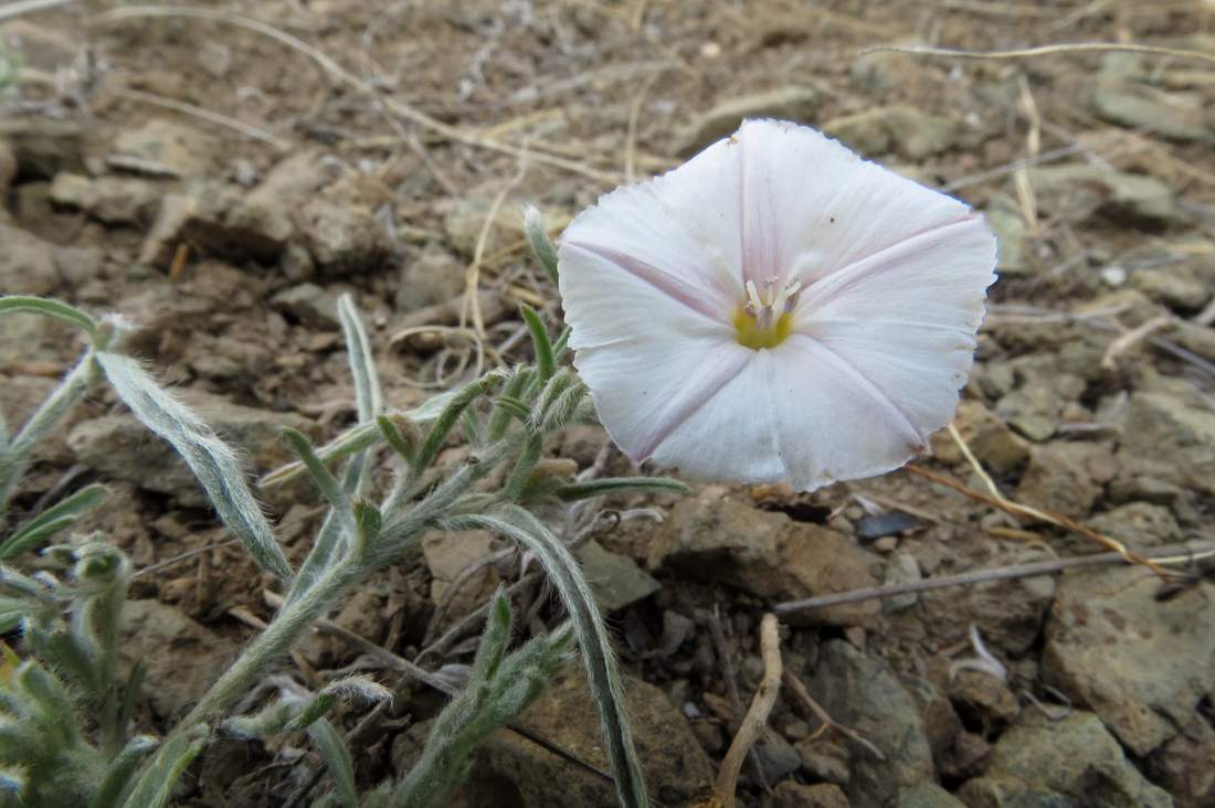 Image of Convolvulus ammannii specimen.