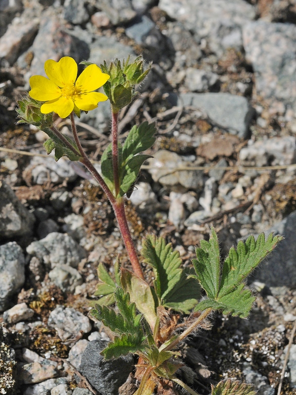 Изображение особи Potentilla evestita.