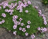 Saponaria × olivana. Цветущее растение. Германия, г. Krefeld, Ботанический сад. 08.06.2013.