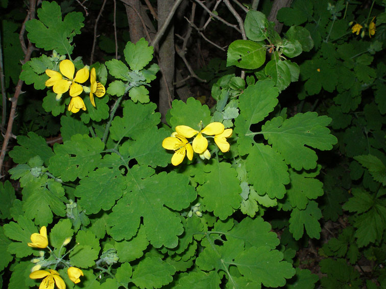 Изображение особи Chelidonium majus.