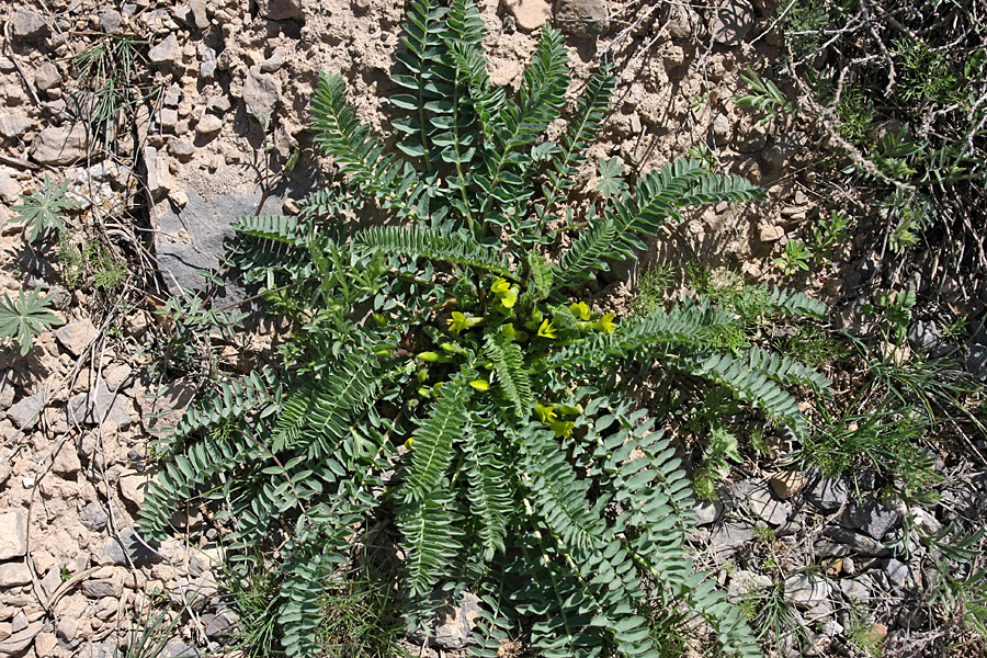 Image of Astragalus macronyx specimen.