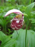 Cypripedium guttatum