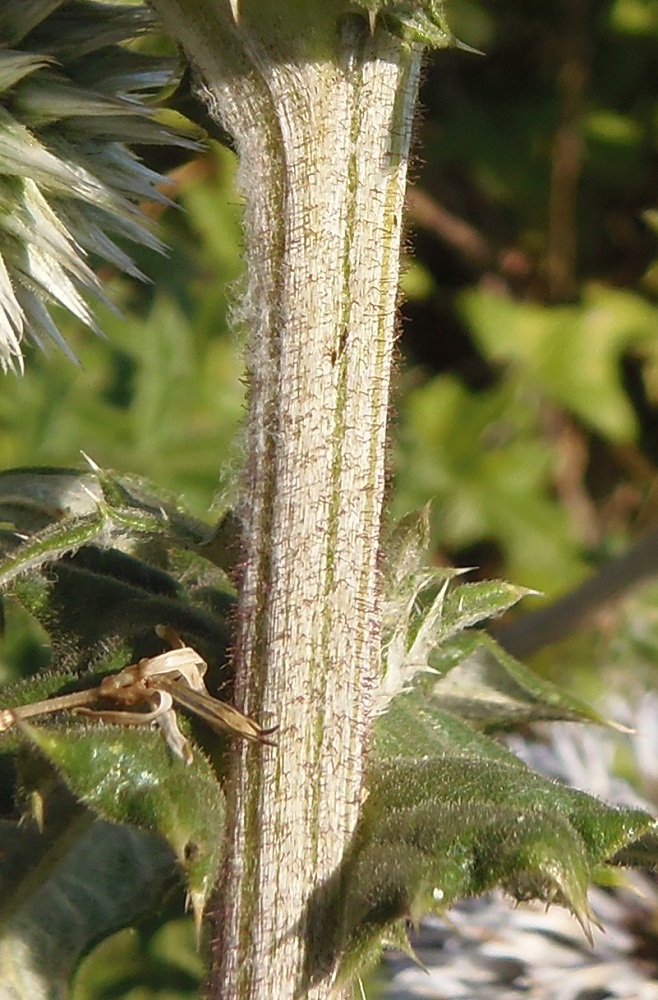 Изображение особи Echinops sphaerocephalus.