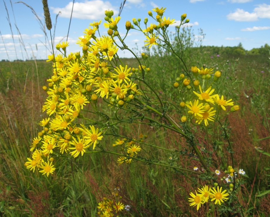 Image of Senecio jacobaea specimen.