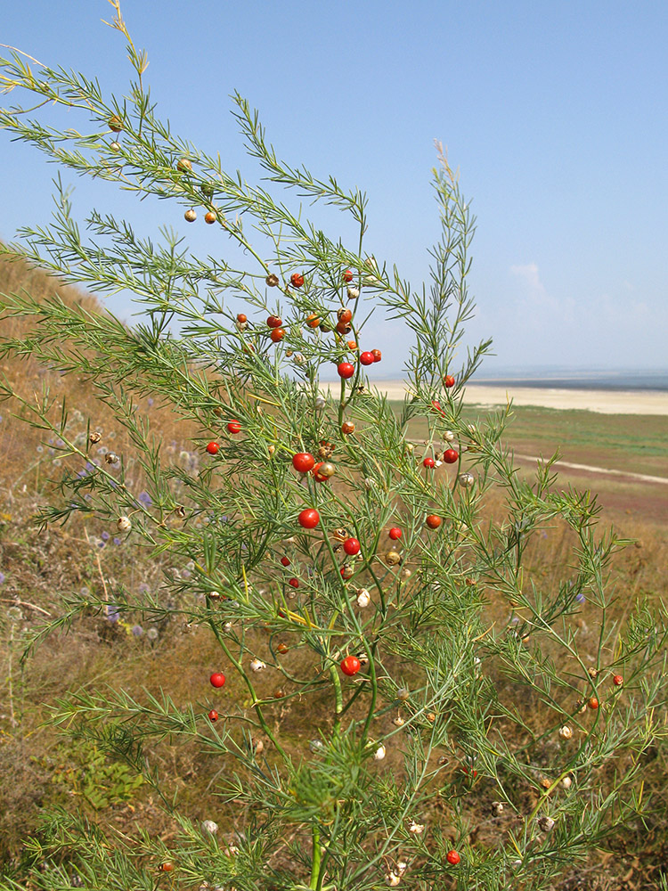 Image of Asparagus litoralis specimen.