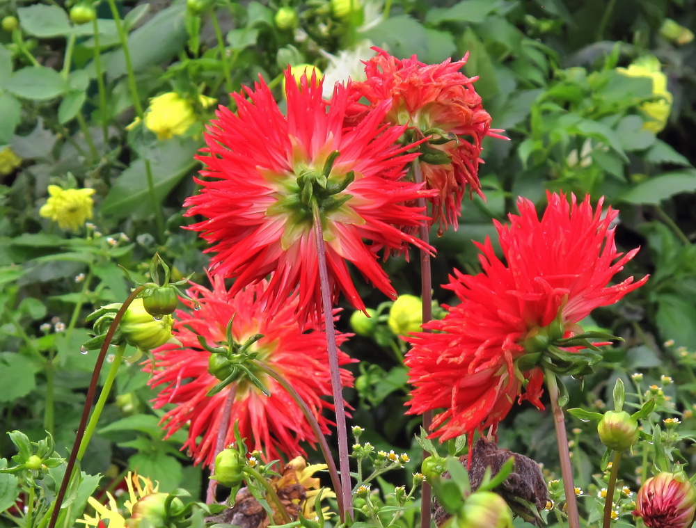 Image of Dahlia &times; cultorum specimen.