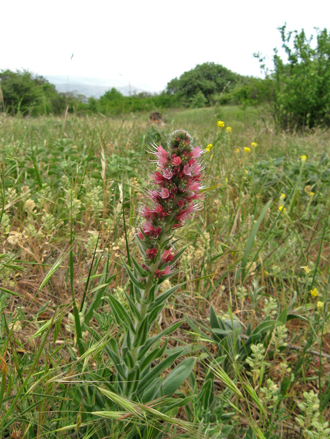 Изображение особи Echium popovii.