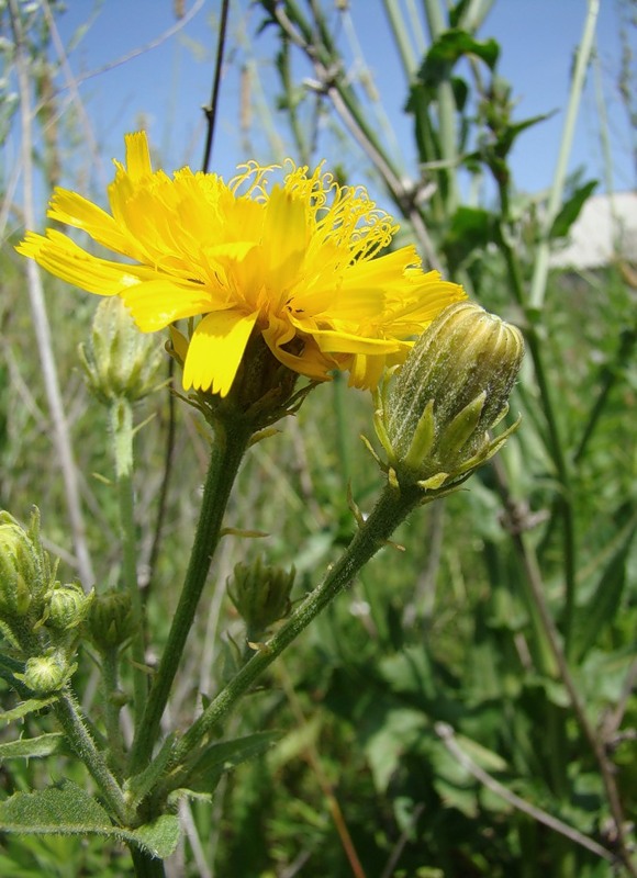 Image of Picris hieracioides specimen.