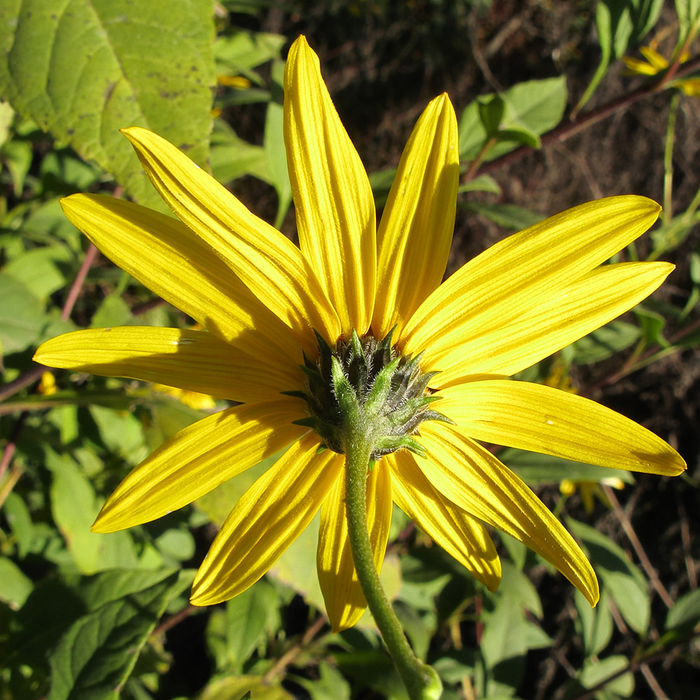 Image of Helianthus tuberosus specimen.