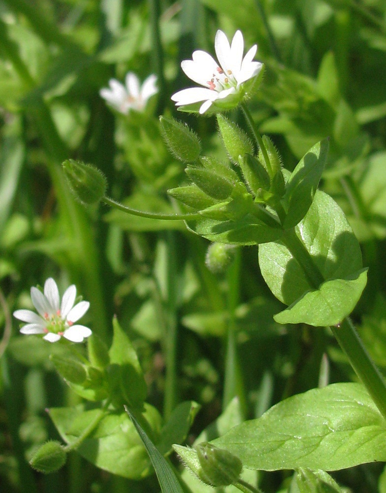 Изображение особи Stellaria neglecta.