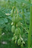 Смотреть изображение Astragalus chinensis