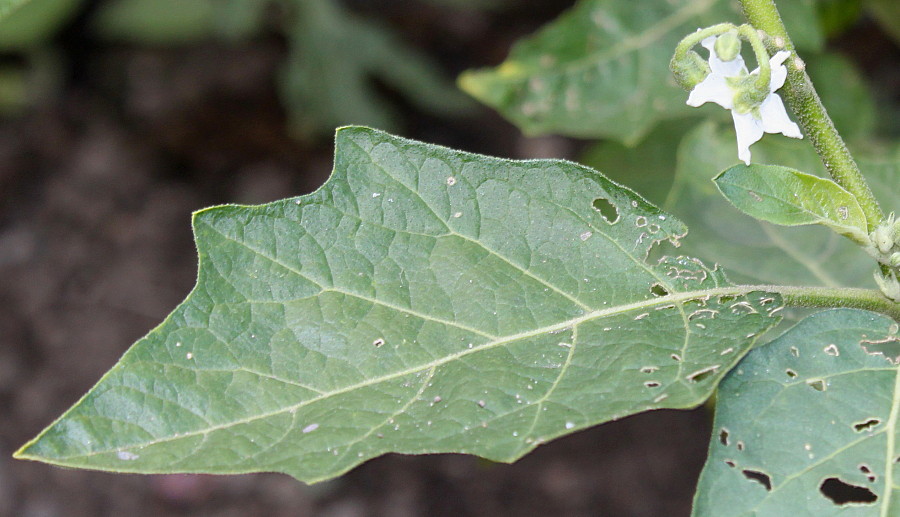 Изображение особи Solanum aethiopicum.