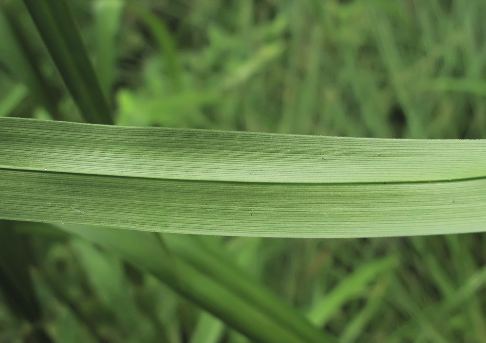 Image of Scirpus asiaticus specimen.