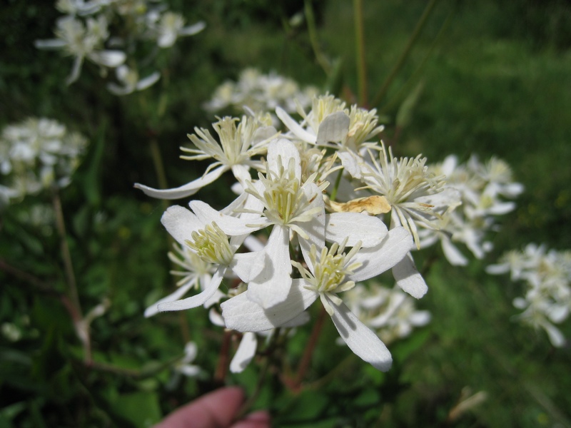 Изображение особи Clematis mandshurica.