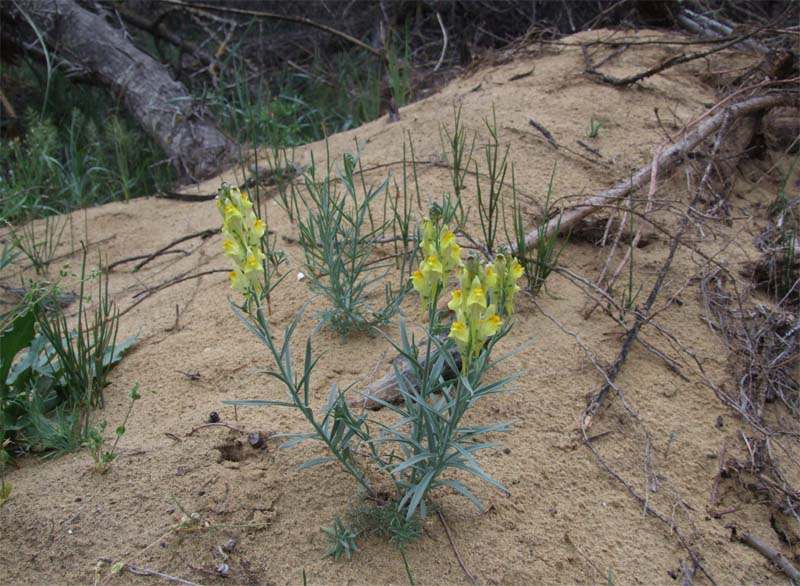 Изображение особи Linaria incompleta.