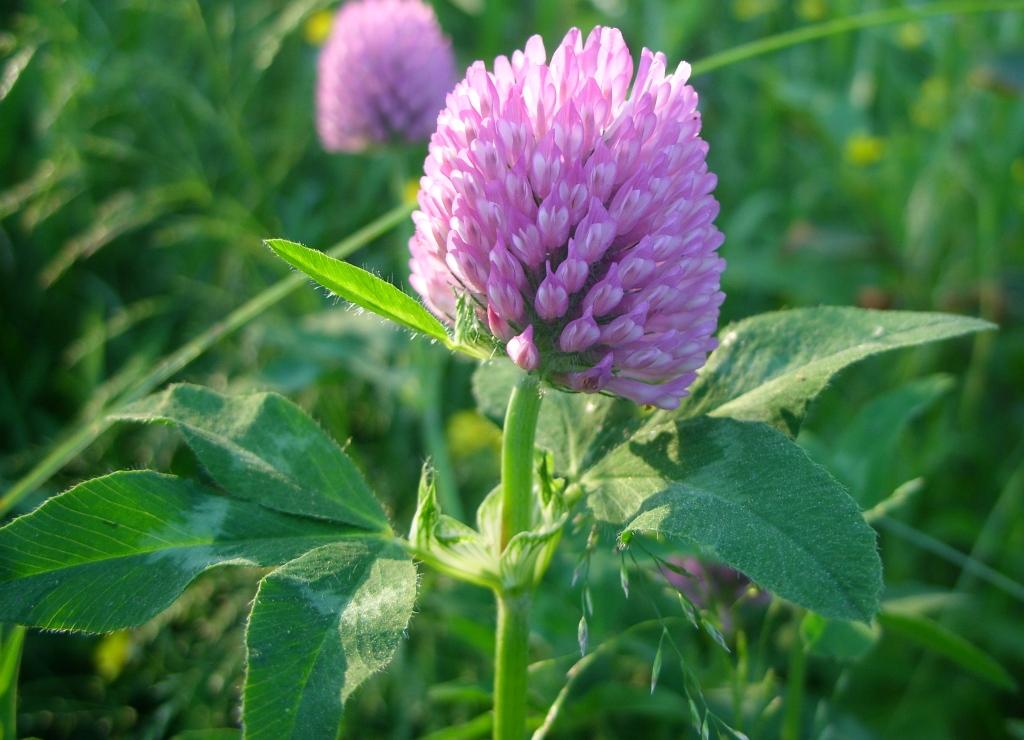 Image of Trifolium pratense specimen.