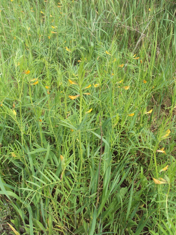 Изображение особи Vicia biebersteinii.