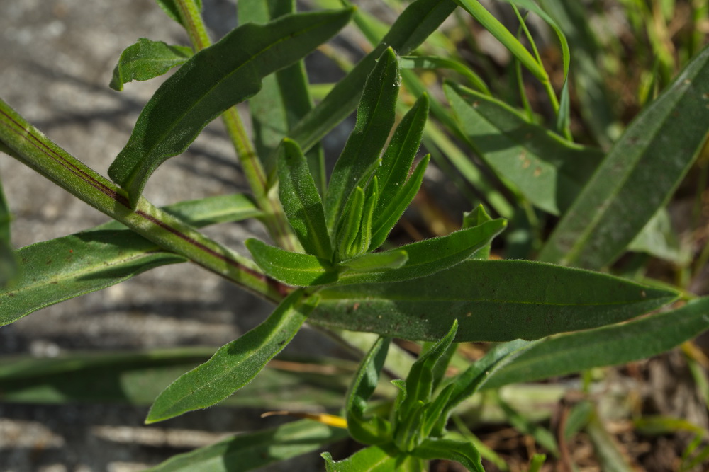 Image of Anchusa pseudochroleuca specimen.