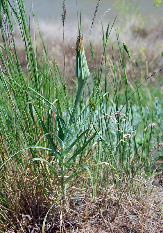 Image of genus Tragopogon specimen.