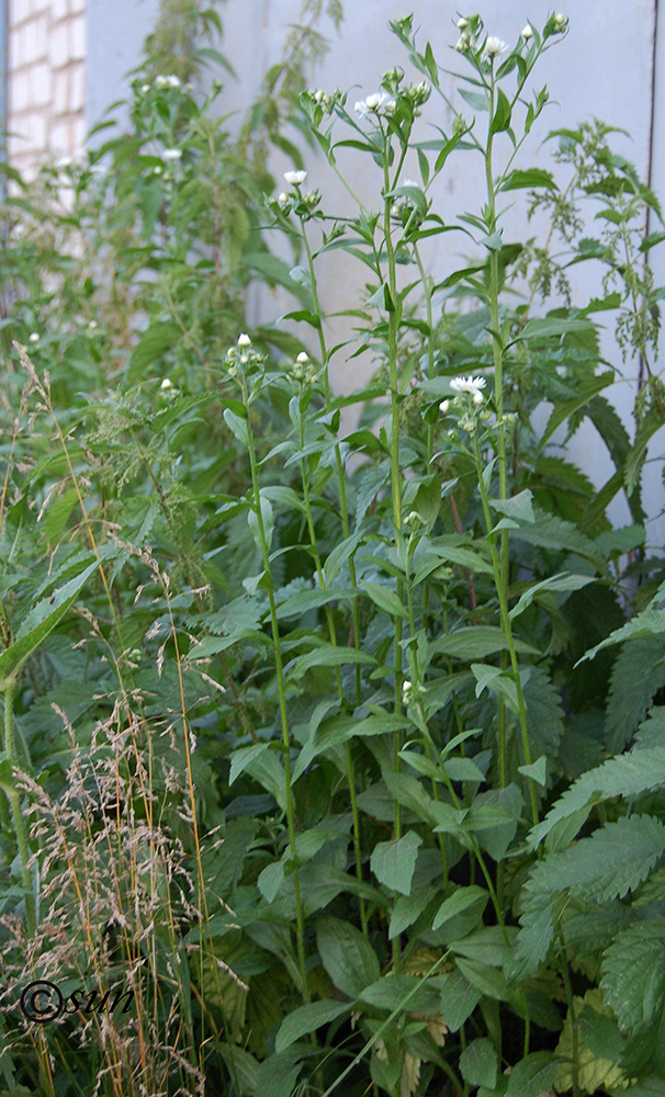 Image of Erigeron annuus specimen.