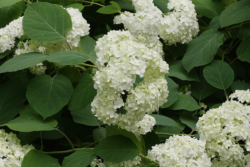 Image of Hydrangea arborescens specimen.