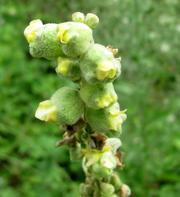 Image of Verbascum lychnitis specimen.