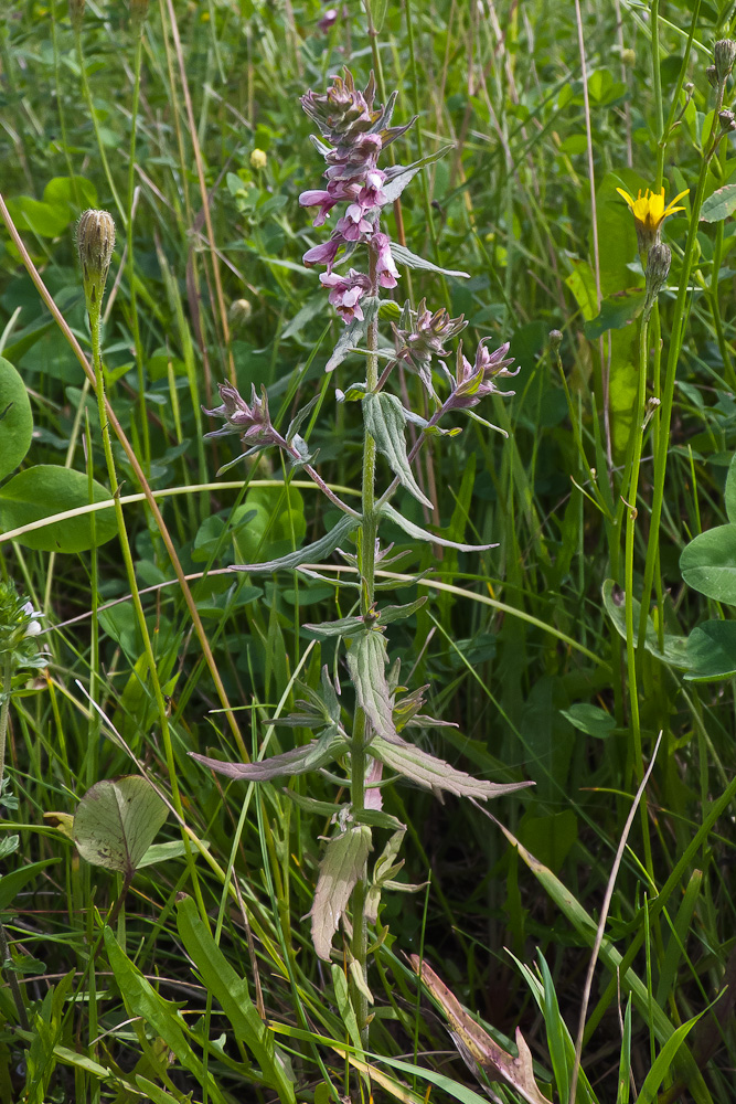 Изображение особи Odontites vulgaris.