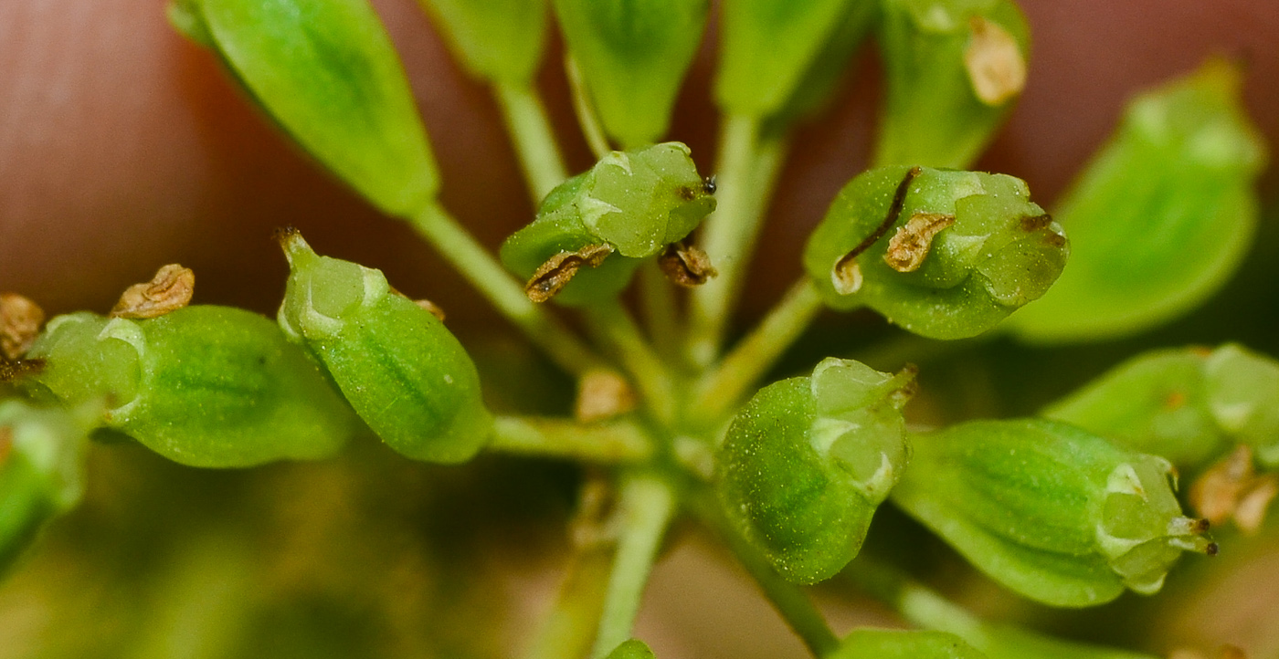 Image of Heteromorpha arborescens specimen.