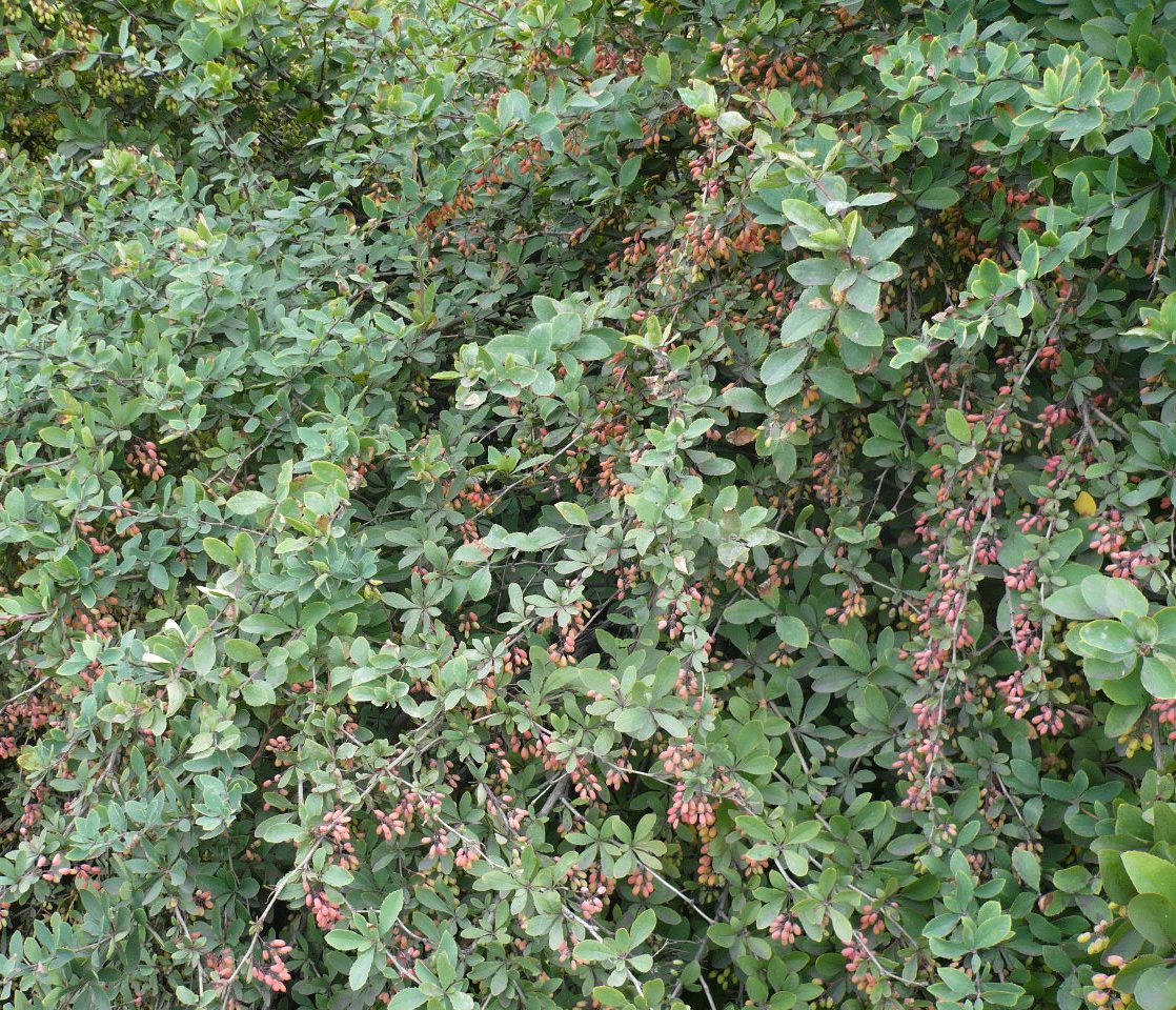 Image of Berberis vulgaris specimen.