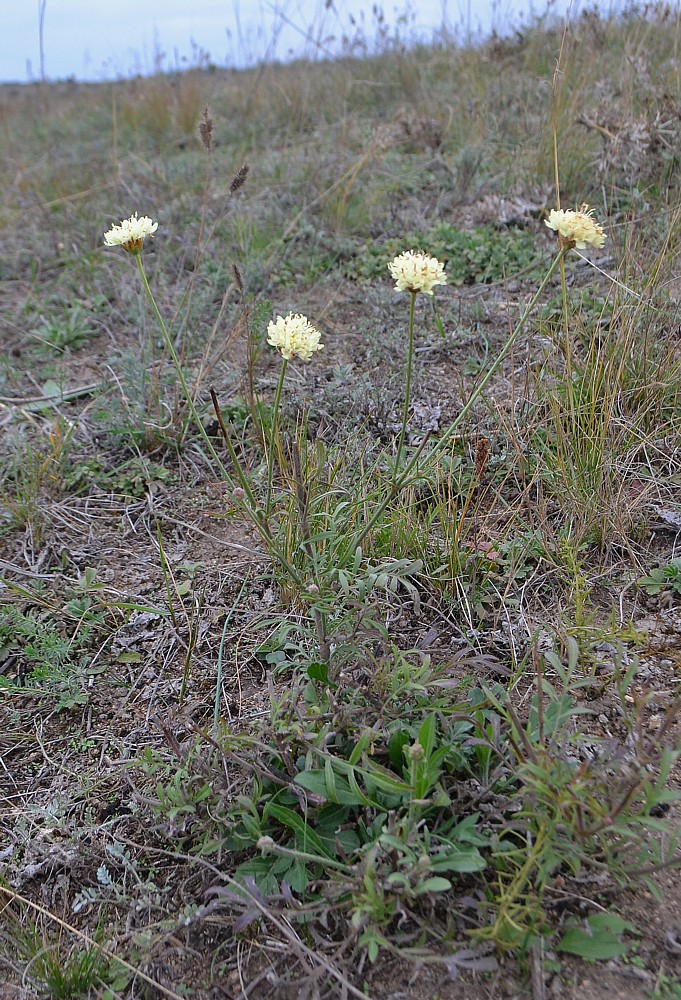 Image of Cephalaria uralensis specimen.