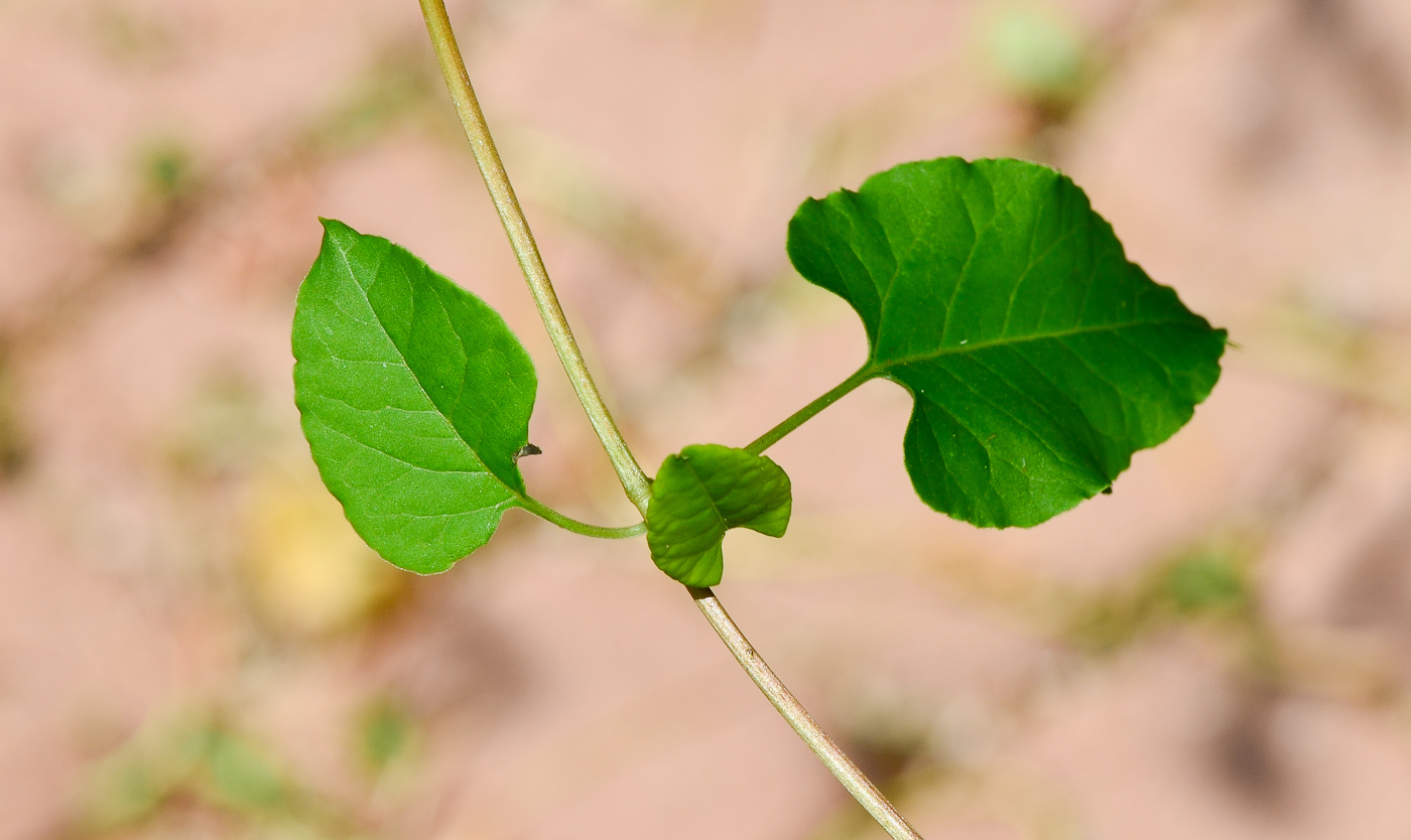 Image of Fallopia baldschuanica specimen.