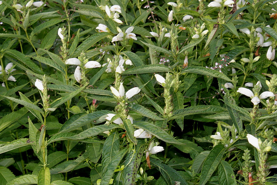 Image of Chelone obliqua specimen.