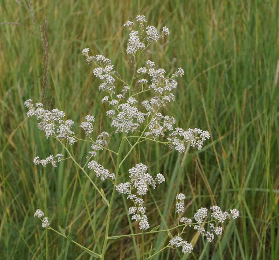 Изображение особи Lepidium latifolium.