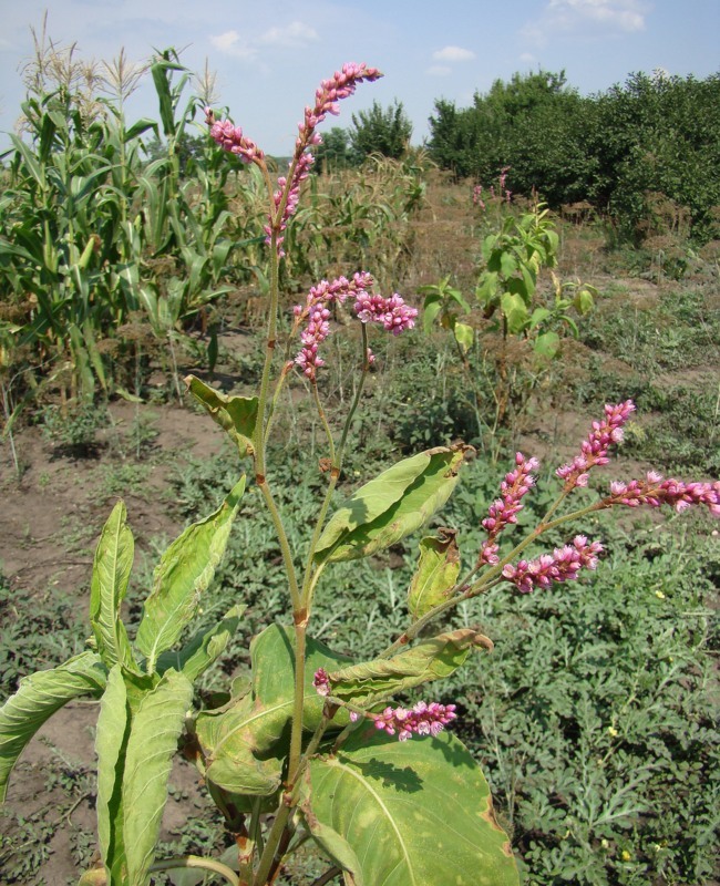 Image of Persicaria orientalis specimen.