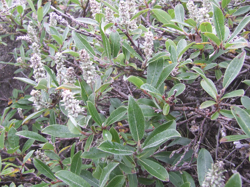 Изображение особи Salix glauca.