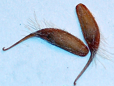 Image of Geum aleppicum specimen.