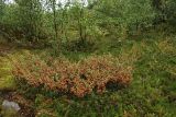 Betula nana. Куст высотой около 50 см (на переднем плане) в редколесье из берёзы субарктической. Окрестности Мурманска, конец августа.