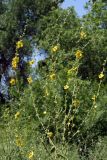 Verbascum sinuatum