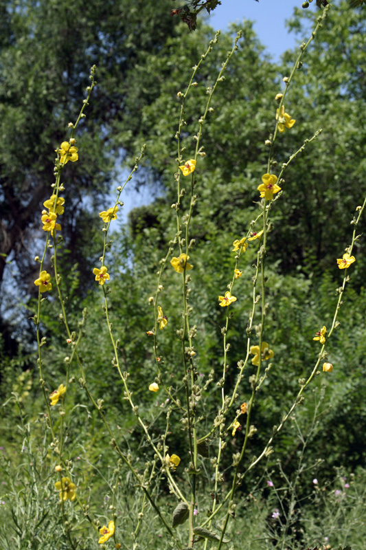 Изображение особи Verbascum sinuatum.