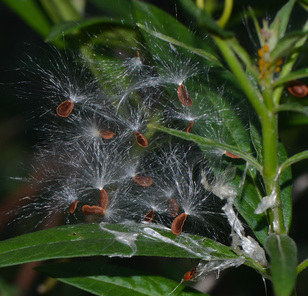 Image of Asclepias curassavica specimen.