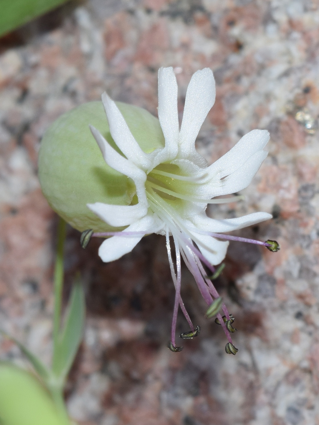 Image of Oberna behen specimen.