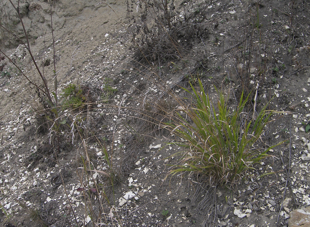 Image of Elymus buschianus specimen.