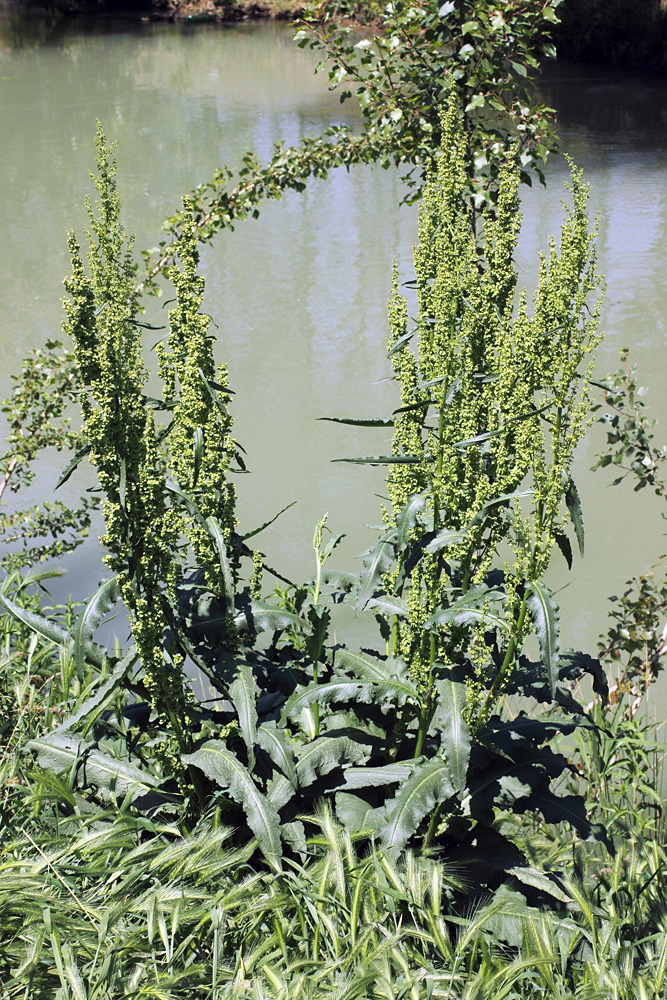 Image of Rumex crispus specimen.