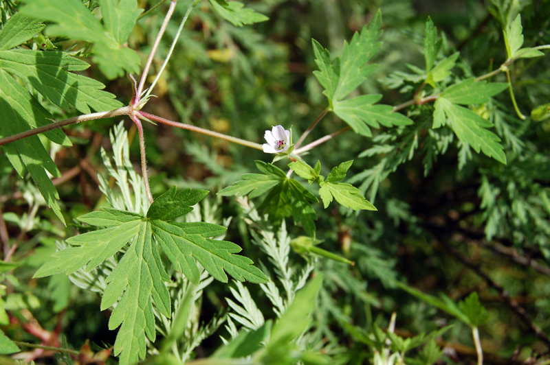 Image of Geranium sibiricum specimen.