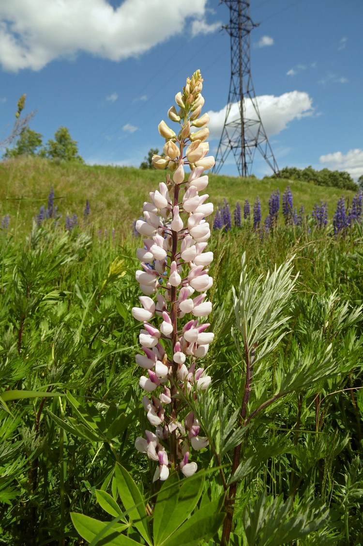 Image of Lupinus &times; regalis specimen.