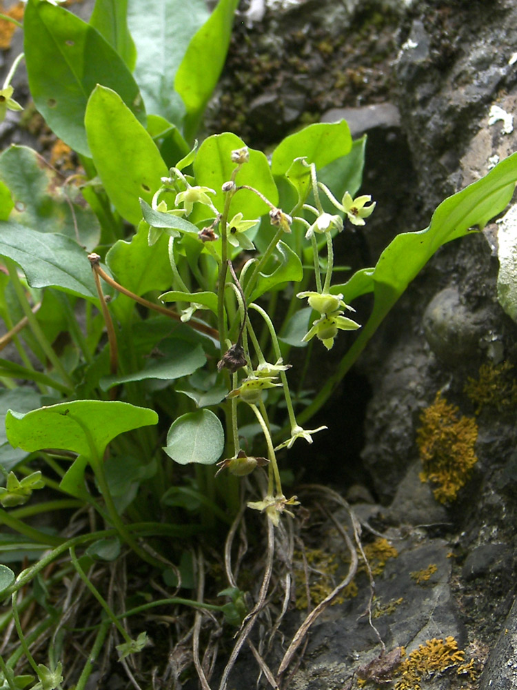 Image of Omphalodes rupestris specimen.