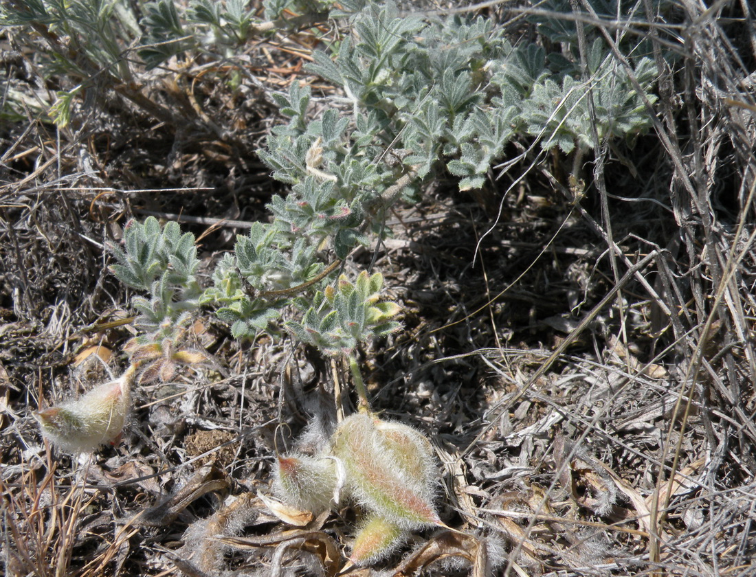 Image of Astragalus subarcuatus specimen.