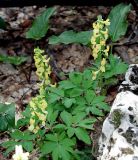 Corydalis marschalliana