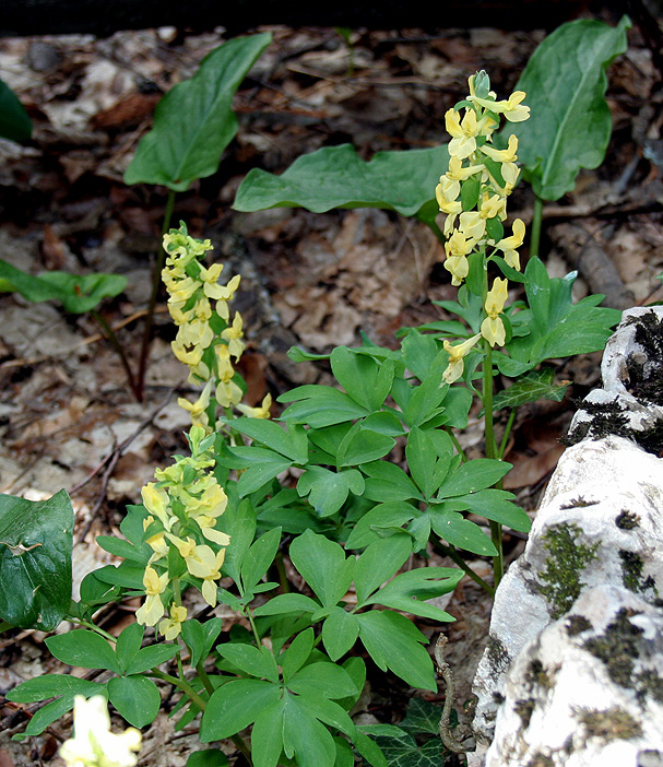 Image of Corydalis marschalliana specimen.