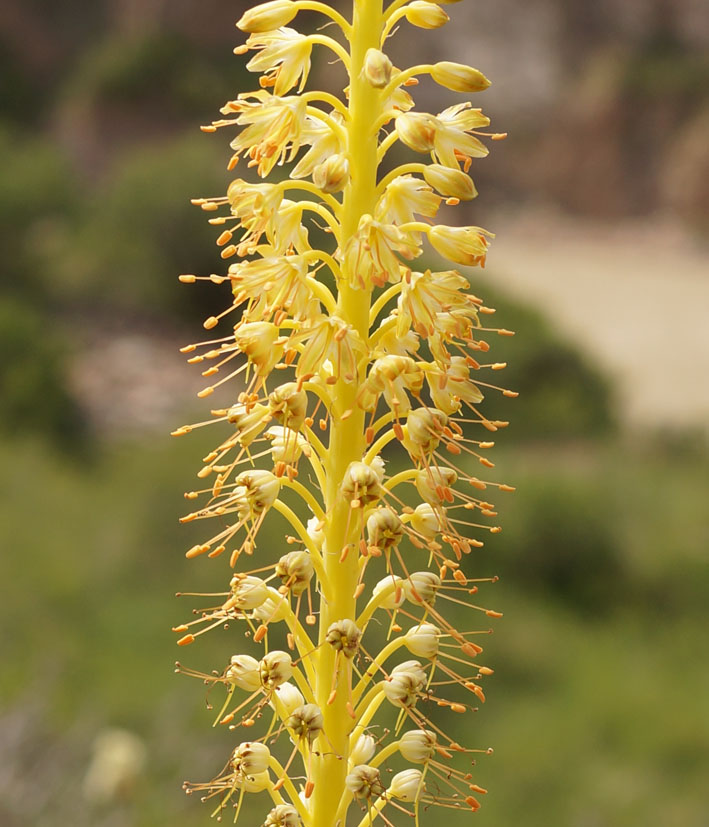 Image of Eremurus fuscus specimen.